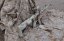 Camo egyedi M4 SOPMOD, 160 m/s, AirsoftGuns, CM.007