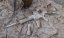 Camo egyedi M4 SOPMOD, 160 m/s, AirsoftGuns, CM.007