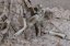 Camo egyedi M4 SOPMOD, 160 m/s, AirsoftGuns, CM.007