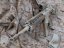 Camo egyedi KAC SR-15, 150 m/s, AirsoftGuns, E&C