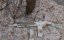 Camo egyedi KAC SR-15, 150 m/s, AirsoftGuns, E&C