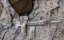 Camo egyedi KAC SR-15, 150 m/s, AirsoftGuns, E&C